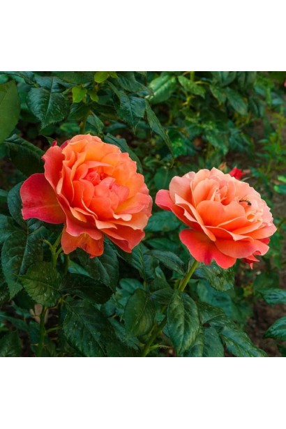 Троянда флорібунда Ізі Даз Іт